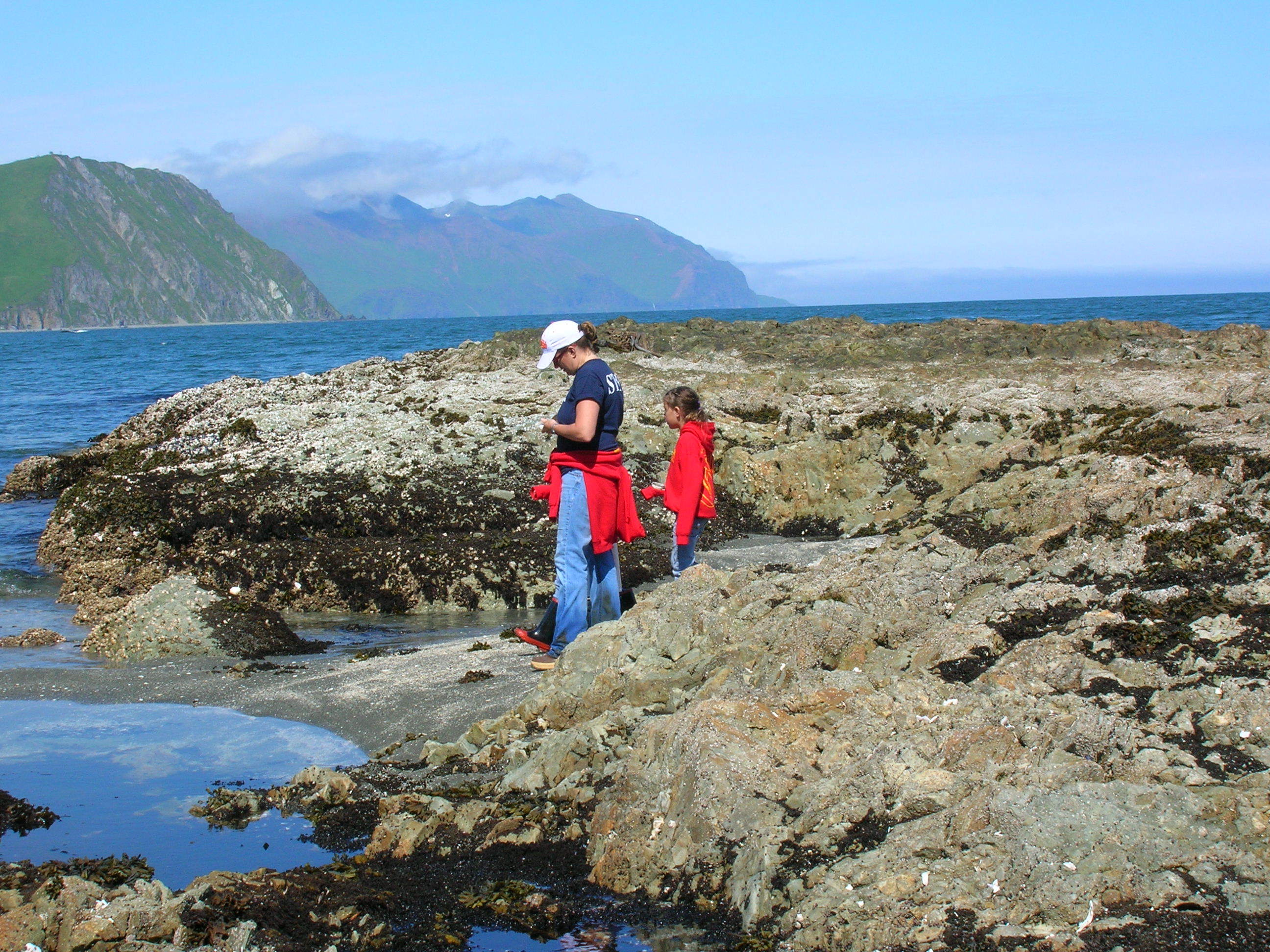 PCR tidepooling program