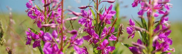 Fireweed; photo by Ali Bonomo