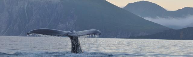 Whale tail; photo by Ali Bonomo