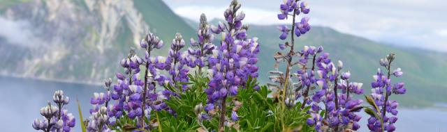 Lupine on Ballyhoo; photo by Angel Shubert