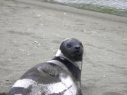 Ribbon Seal (Photo by Jacob Miller)