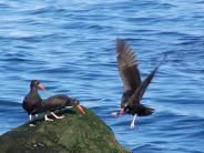 Black Oyster Catchers; Photo courtesy of CVB