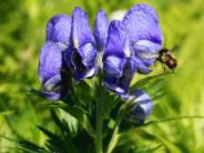 Monkshood, aka Kamchatka Aconite (Photo by Pipa Escalante)