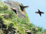 Puffin (Photo by Pipa Escalante)