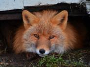 Red Fox (Photo by Albert Burnham)