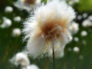 Cotton Flower (Photo by Albert Burnham)