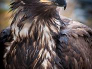 Juvenile bald eagle (Photo courtesy of CVB)