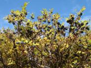 Blueberry Bush (Photo by Jacob Whitaker)