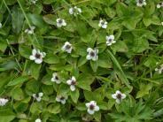 Dwarf Dogwood (Photo by Angel Shubert)