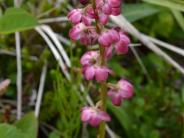 Pyrola (Photo by Angel Shubert)