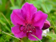 Kamchatka Rhododendron (Photo by Angel Shubert)