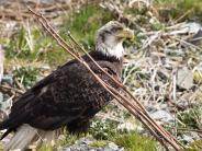 Bald Eagle, photograph by Patricia Soule