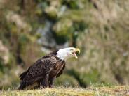 Bald Eagle, photograph by Patricia Soule