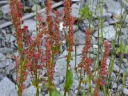 Sheep Sorrel (Photo by Angel Shubert)