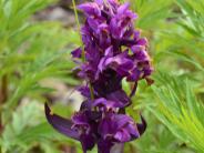 Showy Purple Orchid (Photo by Angel Shubert)