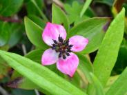 Pink dwarf dogwood