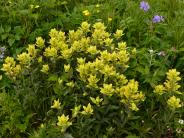 Coastal Paintbrush (photo by Angel Shubert)