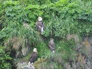 Bald Eagles at rest (Photo courtesy of CVB)