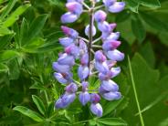 Lupine (Photo by Angel Shubert)