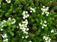 Aleutian Heather (Photo by Angel Shubert)