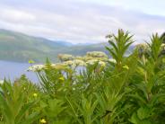 Putchki, aka Cow Parsnip or Wild Celery (Photo by Angel Shubert)