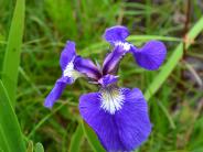 Wild Iris (Photo by Angel Shubert)