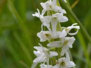 White Bog Orchid, aka Bog Candles (Photo by Angel Shubert)