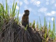 Ground Squirrel