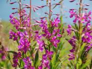 Fireweed (Photo courtesy of CVB)