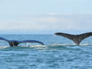 Whales in Unalaska Bay (Photo courtesy of CVB)