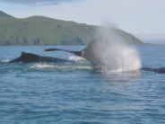 Whales in Unalaska Bay (Photo courtesy of CVB)