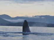 Whale in Unalaska Bay (Photo by Ali Bonomo)