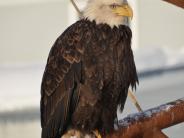 Bald Eagle (Photo by Albert Burnham)