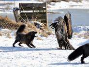 Fox Eagle Fight (Photo by Ali Bonomo)