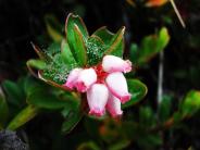 Kinnikinnick, aka Mealberry and Bearberry (Photo by Albert Burnham)