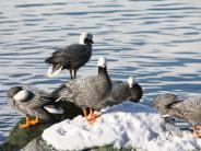 Emperor Geese (Photo by Debbie Sensky)