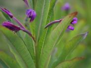 Fireweed (Photograph by Tonya Miller)