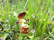 Lady's Slipper (Photo by Nancy Peterson)