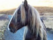 Wild Horse (photo courtesy of G. Adams)