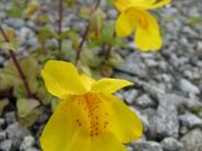 Monkey Flower (photo courtesy of S. Lawson)