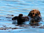 Otter (Photo courtesy of CVB)