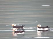 Horned Puffin (photo by Jennifer Van Deventer)