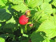 Ripe Salmonberry (Photo courtesy of AB Rankin)