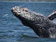 Whale breaching in Unalaska Bay (photo by Patricia Soule)