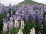 Lupine (photo courtesy of S. Lawson)