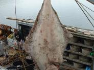 Halibut