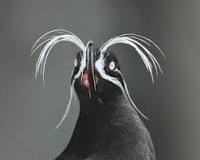 Photo of Auklet seabird.