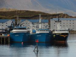 Alsea, Argosy and Morning Star fishing vessels.