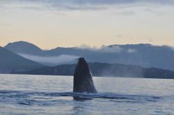 Whale photo by Ali Bonomo